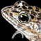 Thumbnail Image of Frog